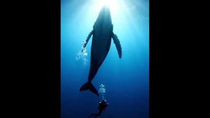 缘之空第一集 - 深蓝星球：探索海洋深处的未知世界